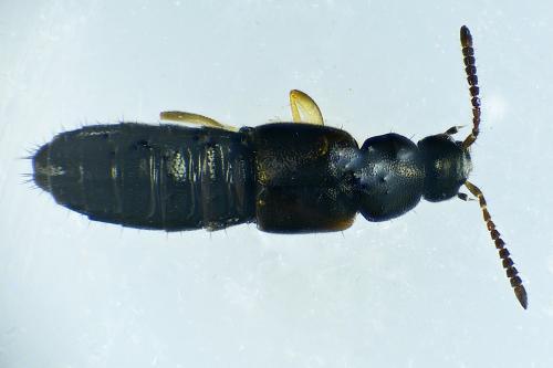 Réf. 275 595 : Atheta aeneicollis